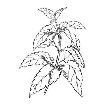 Nettle vector branch isolated Illustrazione stock