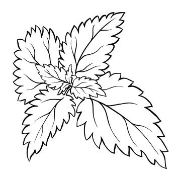 Nettle vector branch isolated Illustrazione stock