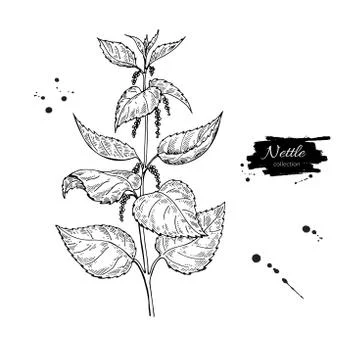 Nettle vector drawing. Isolated medical plant with leaves. Herbal engraved st Stock Illustration