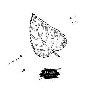 Nettle vector drawing. Isolated medical plant with leaves. Herbal engraved st Stock Illustration