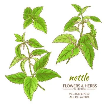 Nettle vector set Stock Illustration