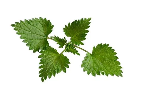 Nettle on white isolated background Stock Photos