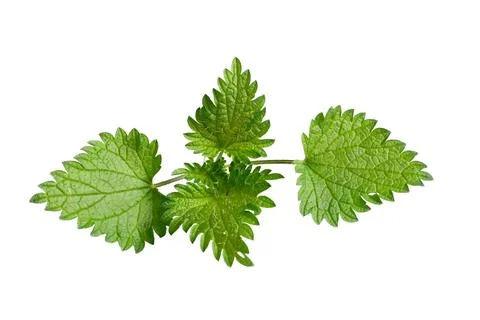 Nettle on white isolated background Stock Photos