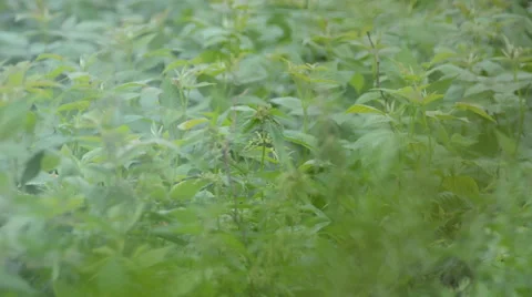 Nettles and young raspberry leaf in the wind Stock Footage 63227556