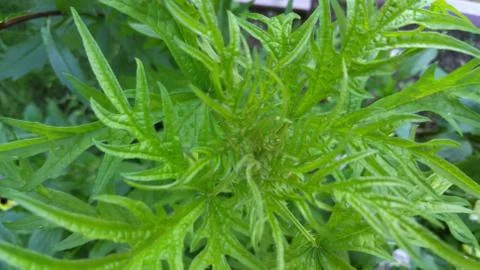 Nettles, background, wallpaper, texture Stock Photos