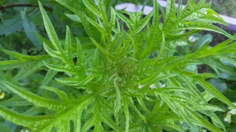 Nettles, background, wallpaper, texture Stock Photos