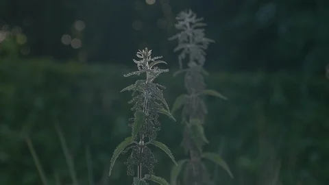 Nettles Stockbeeldmateriaal 98465346