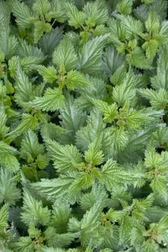 Nettles (full-frame) Stock Photos