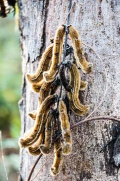 Nettles herb Stock Photos