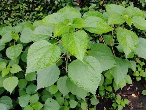 Nettles (Laportea) Stock Photos