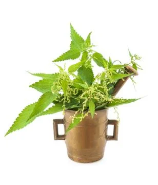 Nettles in a mortar Stock Photos