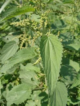 Nettles Stock Photos