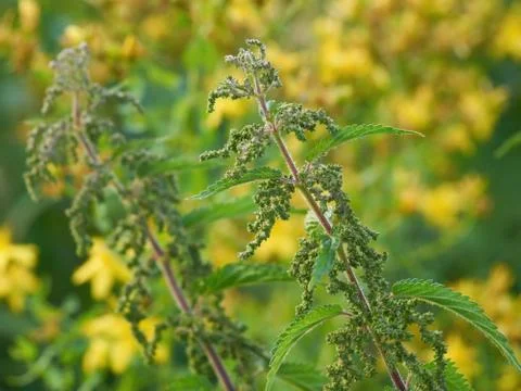 Nettles Stock Photos