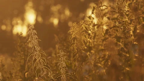 Nettles in warm evening light 動画素材 144844716