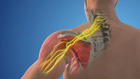 The network of brachial plexus nerves in the shoulder structure Stock Footage 258376245