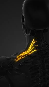 The network of brachial plexus nerves in the shoulder structure イラスト素材