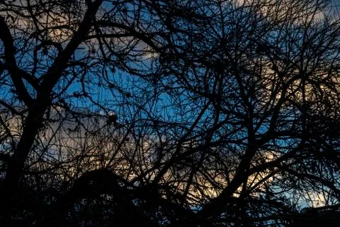 Network of branches Stock Photos