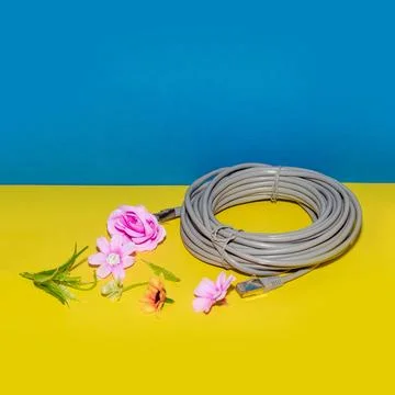 Network cable with flowers on a yellow and blue background.  스톡 사진