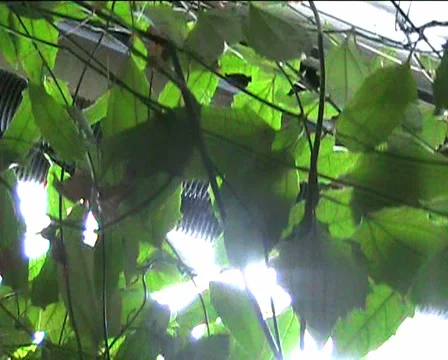 Network Of Green Leaves Stock Footage 5114359