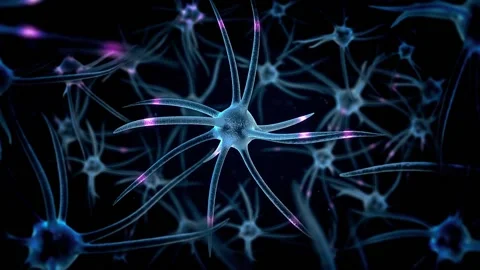 Network of Human Brain Neurons, Neural Circuits Transmitting Electrical Signals Stock Footage 155684332