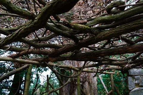 Network of intertwined tree vines Stock Photos