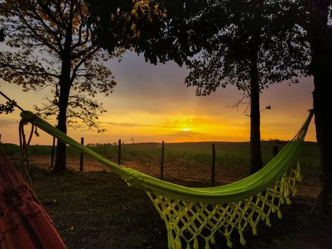 Network in Nature at Sunset Stock Photos