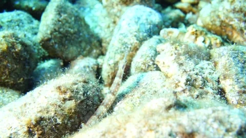 Network pipefish Stock Footage 310906131