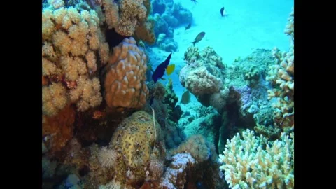 Network pipefish Stock Footage 311300396