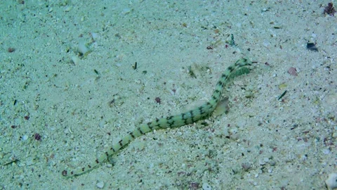 Network Pipefish is one of the Red Sea f... | Stock Video | Pond5