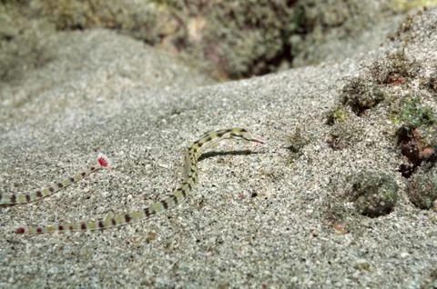 Network pipefish Stock Photos