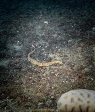Network pipefish on a shipwreck Stock Photos