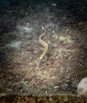 Network pipefish on a shipwreck Stock Photos