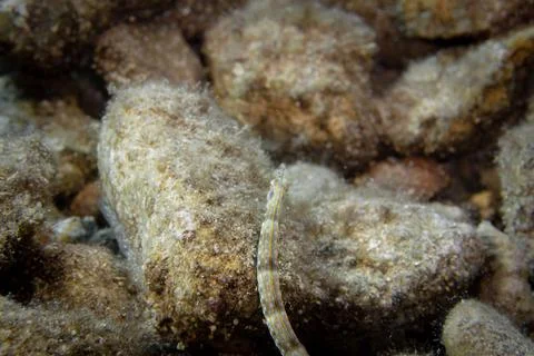 Network pipefish on the stone Stock Photos