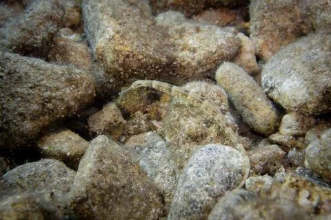 Network pipefish on the stone Stock Photos