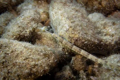 Network pipefish on the stone Stock Photos