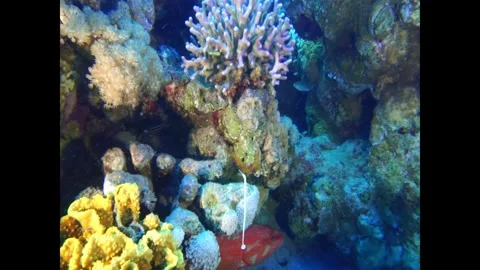 Network pipefish Swimming Stock Footage 311300388