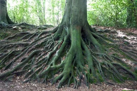 Network of roots from big old tree Stock Photos