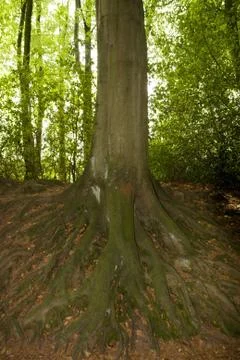 Network of roots from large old tree Stock Photos