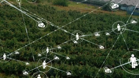 Network spawning from central node, linking human nodes and drones for orchard Video stock 330426497