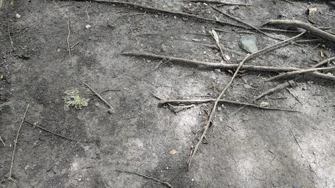 A network of thin, long tree roots spreads across dry, cracked earth. The t.. Stock Photos