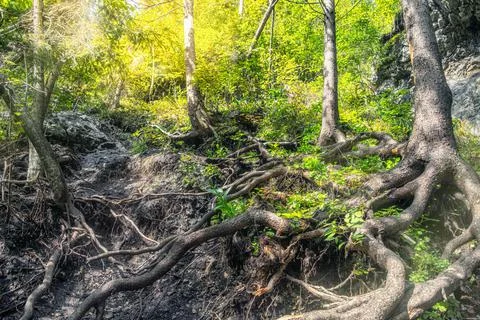 Network of tree roots in the green forest Stock Photos