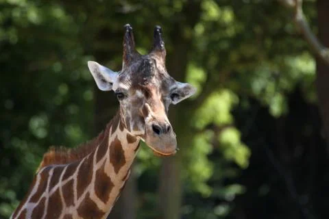 Netzgiraffe Stock Photos