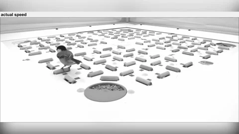 Neural Barcodes: Chickadee Study Unlocks Secrets of Memory Formation Stock Footage 276893229