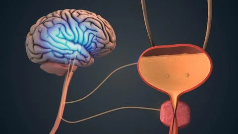 Neural Control of Bladder by Brain Signals (2) Stock Illustration