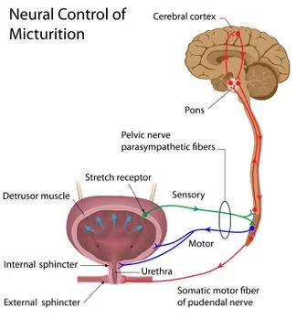 Neural control of micturition Illustrazione stock