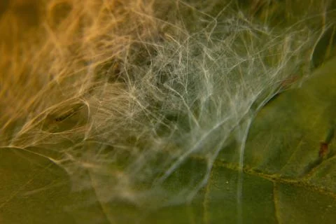 Neural network concept Stock Photos