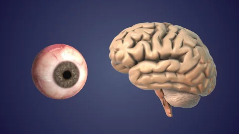 Neural Visual Connection Between Eye Brain Stock Footage 326285643