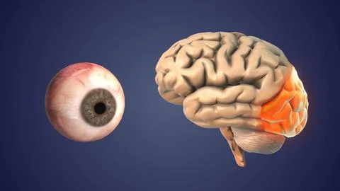 Neural Visual Connection Between Eye Brain Illustrazione stock