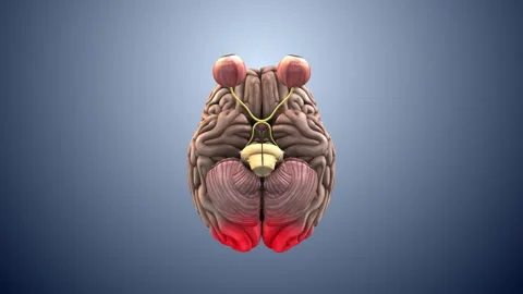 Neural Visual Pathway From Eye to Brain Stock Footage 323162547