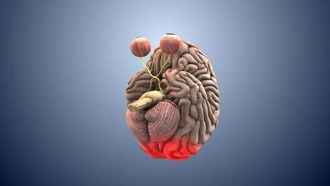 Neural Visual Pathway From Eye to Brain Stock Illustration